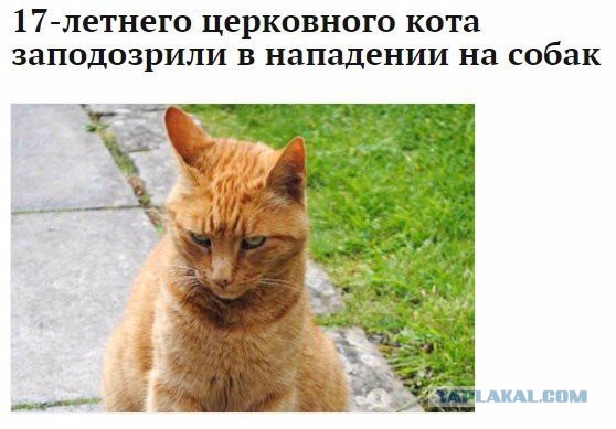 Смешные комментарии из социальных сетей 13.05.2016