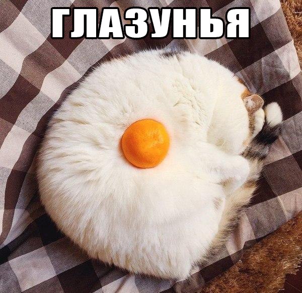 "Оскара" - котикам!