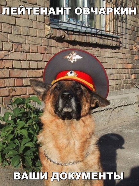 Мохнатые беспредельщики