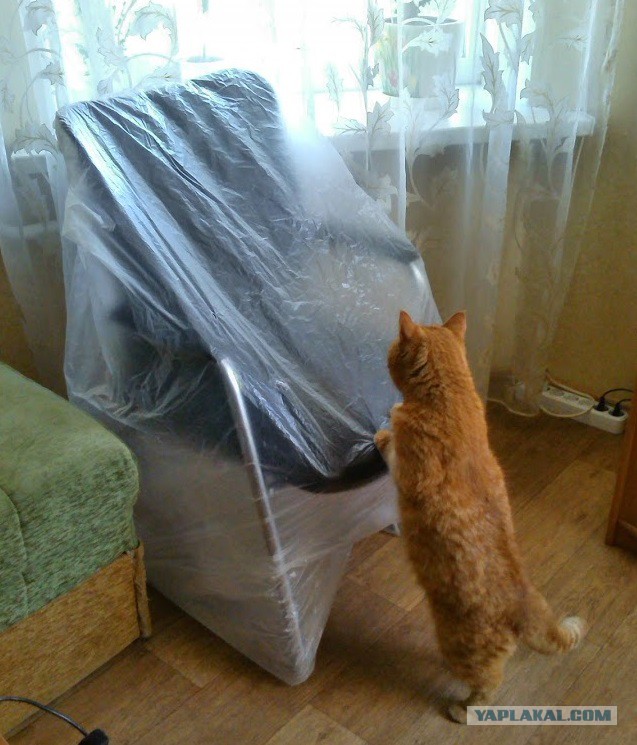 Котовторник 05.07.16