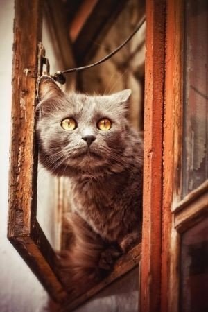 Прикольные животные