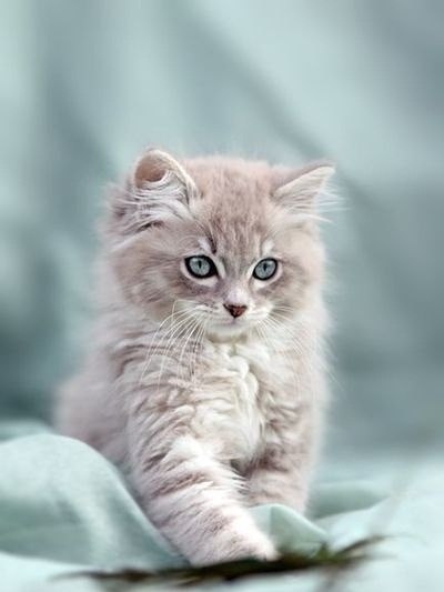 Коты из сети