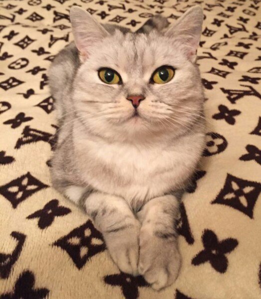 Коты и Кошки
