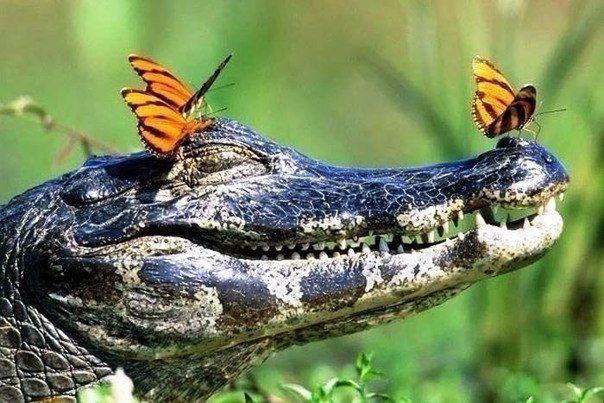 Самые смешные животные