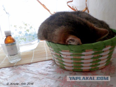 Котовторник 14.03.2017