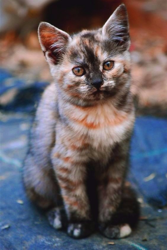 Коты и Кошки