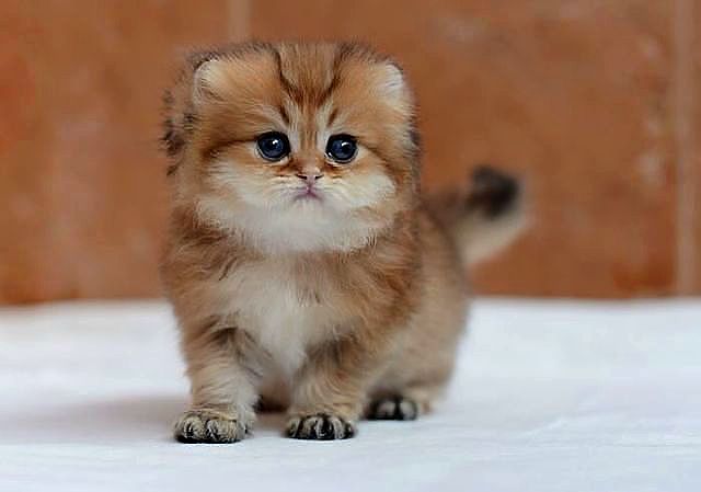 Коты и Кошки