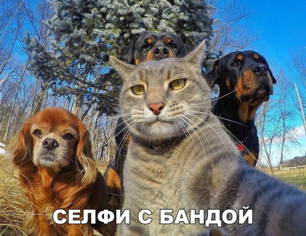 Смешные комментарии из социальных сетей 03.11.2017