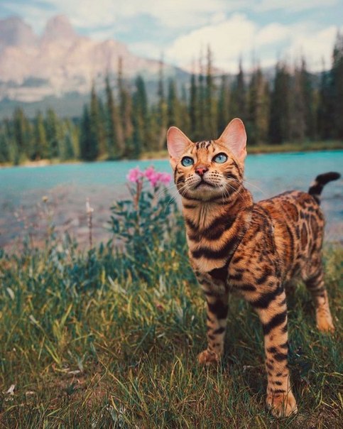 Кот без прикрас