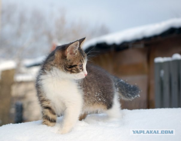 Котовторник на ЯПлакалъ (15.07.2008)