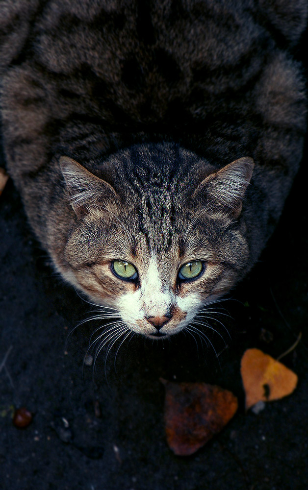 Котовторник: Кошки гаваны и другие!