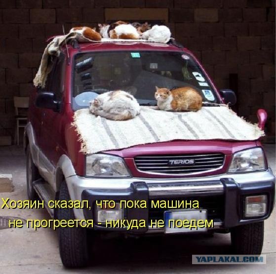 Котовторнику Да (09.12.08)