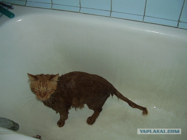 Образец договора с Котом