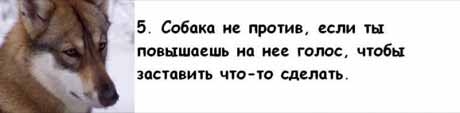 13 причин, почему холостяки предпочитают собаку