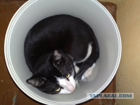 Котэ консервированный