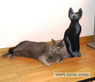 Котовторник - С праздником, котоводы!