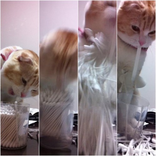Котовторник стартует
