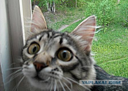 Котовторник  07.06.11