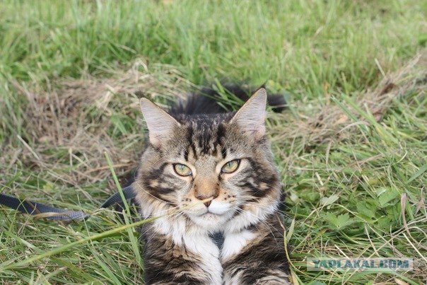 Котовторник! 11.10.11