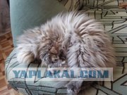 Котовторник (21.02.2012)