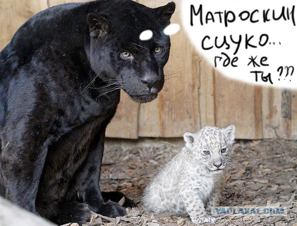 Белые ягуарки от чёрной мамки!