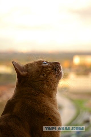 Котовторник 29.05.2012