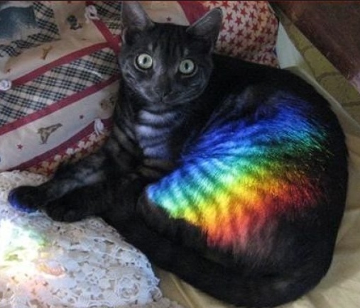 Прикольных котов пост