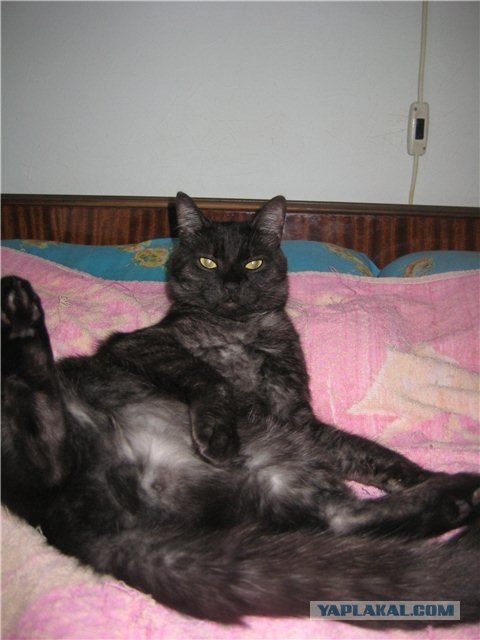 Котовторник  14.08.2012.