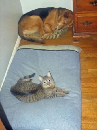 Знай своё место, щенок