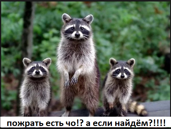 Маленькая ОПГ из трех друзей-енотов