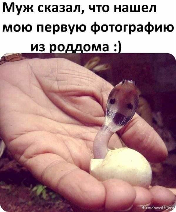 Забавные шутки, картинки и фразы из этих ваших интернетов