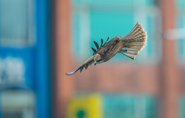Чуток картинок не про вирус  18.0.  Животные