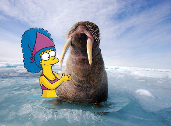 Жабим моржэ!1