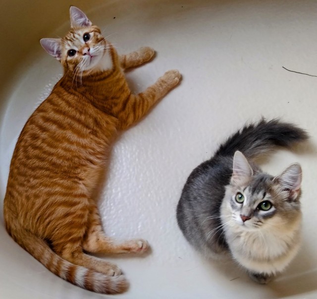 Американские коты - 5