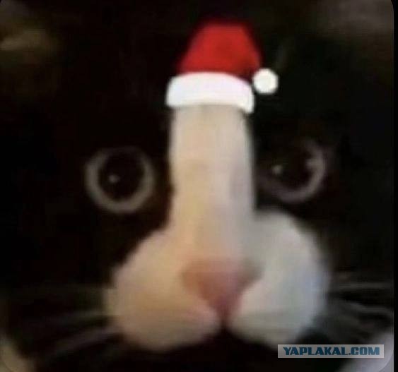 С годом кота граждане Яповцы