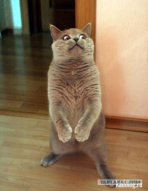 Мастер маскировки