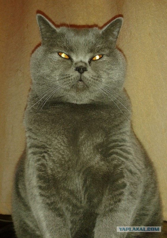 Кошачья пантомима