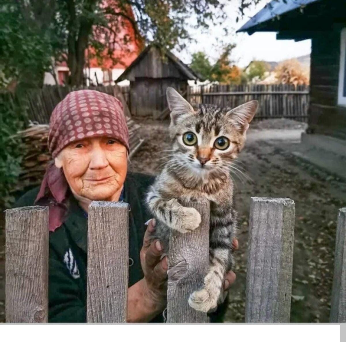 Кошки В Деревне Фото