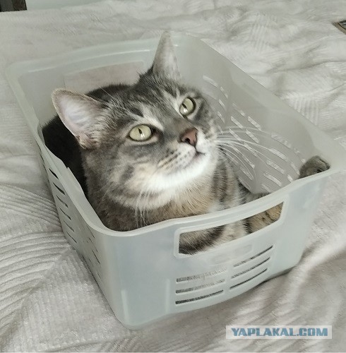 К - Котовторник ☺ Пополнение