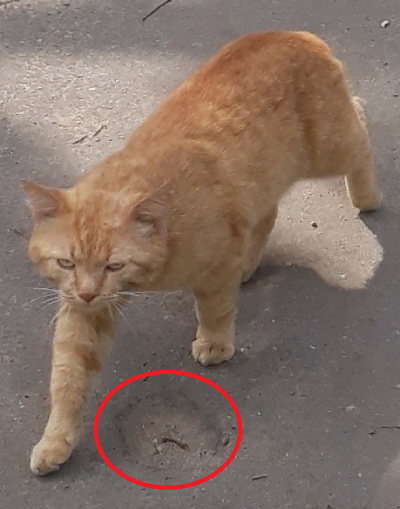 Сильнее кошки зверя нет