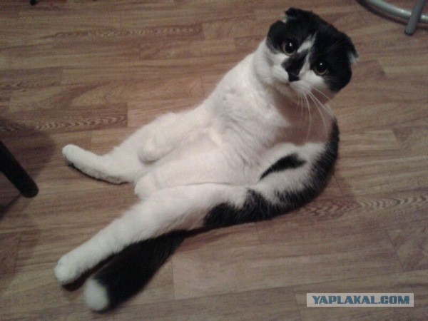 Котовторник 21.05.2013