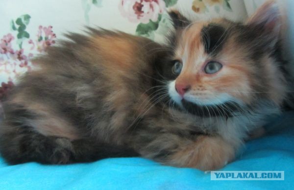 Котовторник 04.06.2013