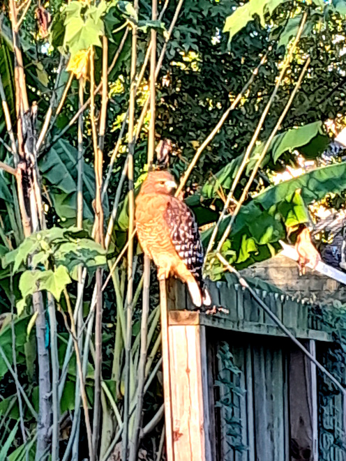 Техас готов к Хэллоуину