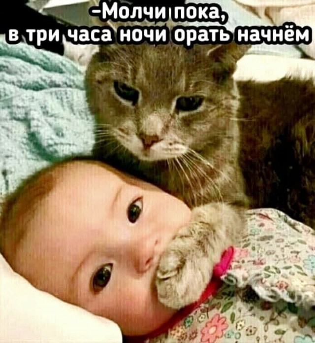 К котовторнику: подборка картинок-баянов с котиками и про котиков. Выпуск 33..