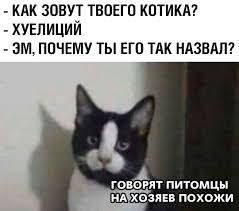 Россиянина оштрафовали за фотографию кота в образе Гитлера