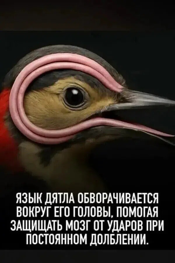 Чёрно-пошлая деградация