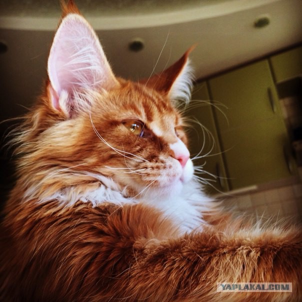 Котовторник 20.05.2014
