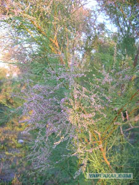 Деревенская Америка