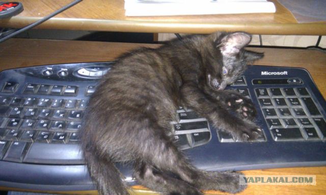 Котовторник 9.12.2014