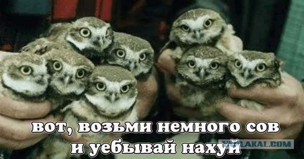 Совы